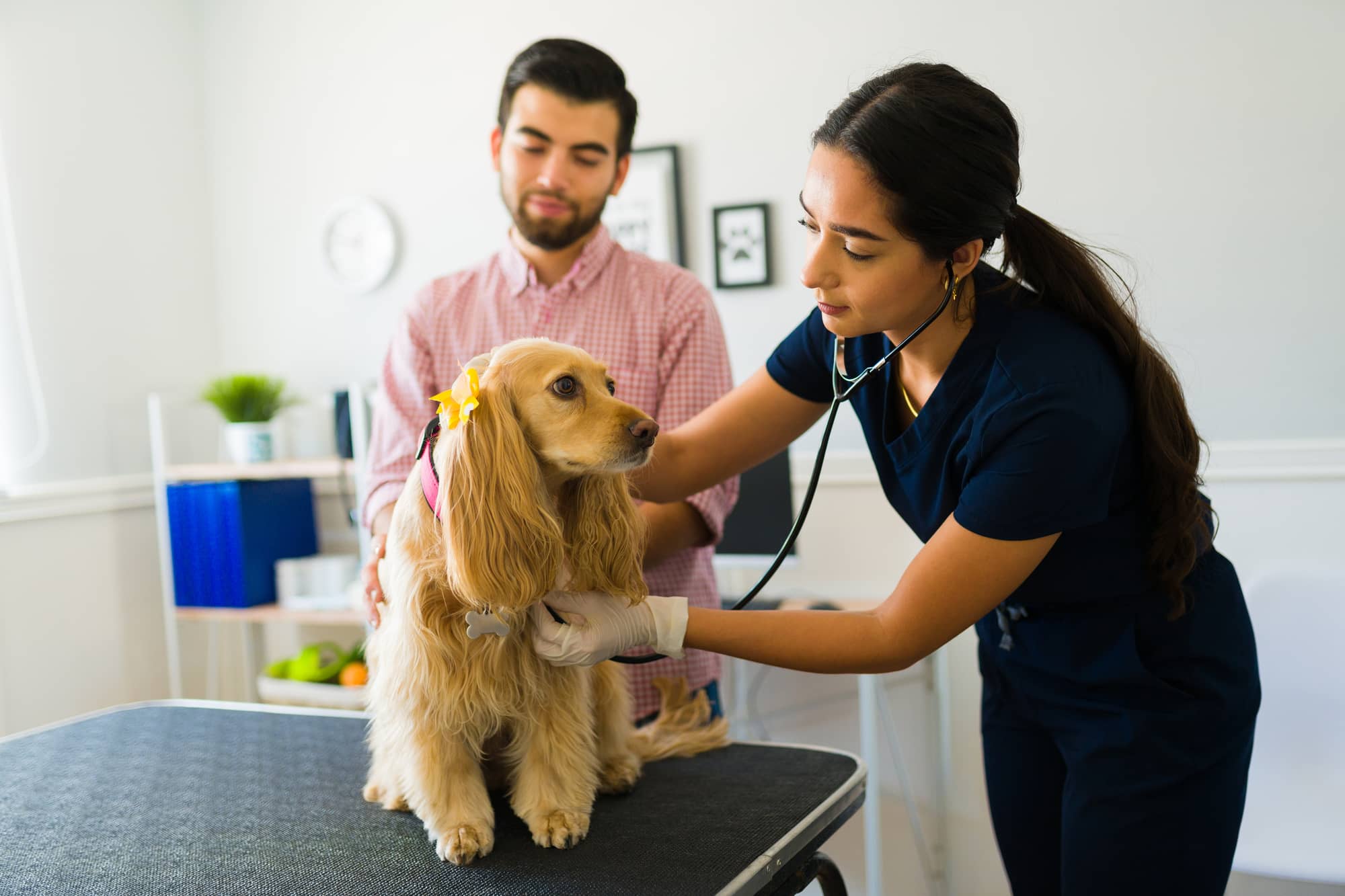 Spaniel Dog Insurance for Surgery